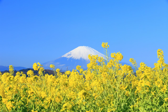 吾妻山公園